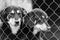 Black and white photo of dogs at the homeless dog shelter. Abandoned dogs. BW