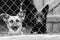 Black and white photo of dogs at the homeless dog shelter. Abandoned dogs. BW