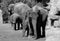 Black and white photo of elephants