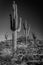 A black and white photo of four saguaro on the side of a hill in the Sonoran Desert.