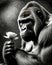 A black and white photo of a gorilla holding a flower. Beautiful picture of gorilla.