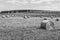 Black and white photo of hay bales and field