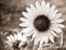 Black and white photo of large sunflower