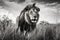 A black and white photo of a lion walking through tall grass. AI generative image.