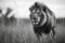 A black and white photo of a lion walking through tall grass. AI generative image.