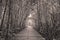 Black and white photo of mangrove forest with wood walkway bridge and leaves of tree.