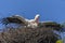 Black And White Photo Of A Pair Of White Storks