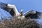 Black And White Photo Of A Pair Of White Storks