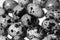 Black and white photo of quail eggs close-up