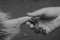 Black and white photo of a raccoon paw and a human hand. Hand in hand