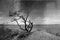 Black And White Photo Of Rainy Dramatic Sky With A Lonely Tree B