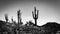 A black and white photo of saguaro cacti on the side of a hill in the Sonoran Desert.