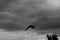 Black and white photo with silhouette of a raven and clouded sky in background