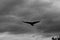 Black and white photo with silhouette of a raven and clouded sky in background