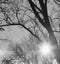 Black and white photo of a sun shining through the barren trees at the beginning of spring