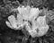 Black-and-white photo. three pink white parrot tulips