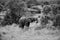 Black and white photo to Grazing Elephant