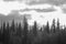 Black and white photo of the tops of spruce trees in the taiga.