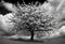 black and white photo of a tree, apple blossoms, complex environment, highly detailed clouds, in thick layers of rhythms, photo