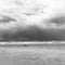 Black-and-white photo of two dogs playing with bird flying over on the beach