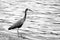 Black and white photo of a young heron on the sand next to water