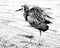 Black and white photo of a young heron on the sand next to water
