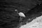Black and white photo of young white heron standing on waters edge