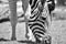Black and white photo with zebra enjoy eating