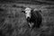 black and white photograph of cow standing on grassy hillside side