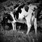 black and white photograph of a dairy cow.