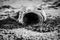 Black and White Photograph of a Dead Fish on the Beaches of Flagler County in Florida