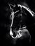 This black and white photograph depicts a stunning horse with a bridle on its face. Gracefulness of equestrian sport. Animals