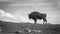 A black and white photograph of a European Bison standing on a ridge