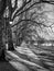 Black and white photograph of a tranquil path lined with trees, with a classic lamp post