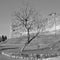 black and white photograph of a tree with the ancient walls of a medieval city behind it. castelfranco veneto, italy