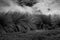 Black and white photography of Coastal Tussock Grass in wind