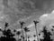 Black and White Photography of a Group of palm trees on a cloudy sky background