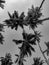 Black and White Photography of a Group of palm trees before the storm