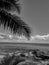 Black and White Photography of La Digue with boulders beach, blue waters and palm trees