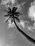 Black and White Photography of an One palm tree seen from below