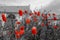 Black and white photography with red poppy and church in the background