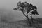 Black and white photography of trees in savana