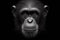 Black and white photorealistic studio portrait of a Chimpanzee on black background. ai generative