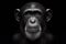 Black and white photorealistic studio portrait of a Chimpanzee on black background. ai generative