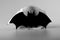 A black and white picture. A black bat on white leaf as beautiful decoration for halloween party