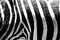 Black and white picture close up zebra& x27;s skin