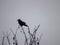 Black and white picture with natural Light of a Crow on trees branches