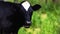 black and white piebald calf image seen in profile while looking in the room with grass green fading. farm animal.