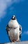 Black and white pigeon perched facing facing forward.