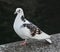 A black and white pigeon standing on the stone embankment